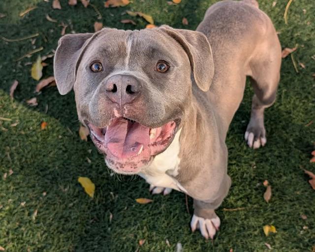 GUS DAPPERTON, Adoptable, Young Male Pit Bull Terrier.