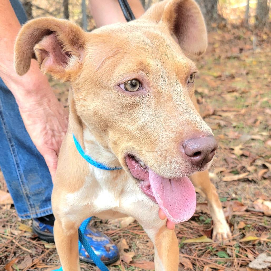 Enlarge Vanity, a Adoptable Mixed Breed in Valley, AL image 1/6