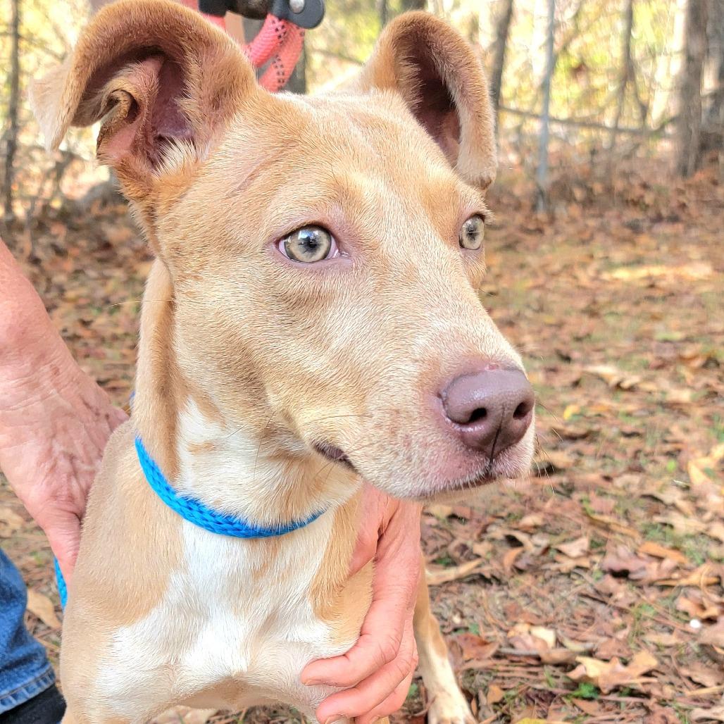 Enlarge Vanity, a Adoptable Mixed Breed in Valley, AL image 2/6
