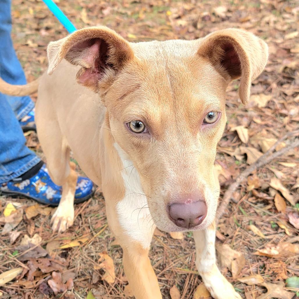 Enlarge Vanity, a Adoptable Mixed Breed in Valley, AL image 3/6