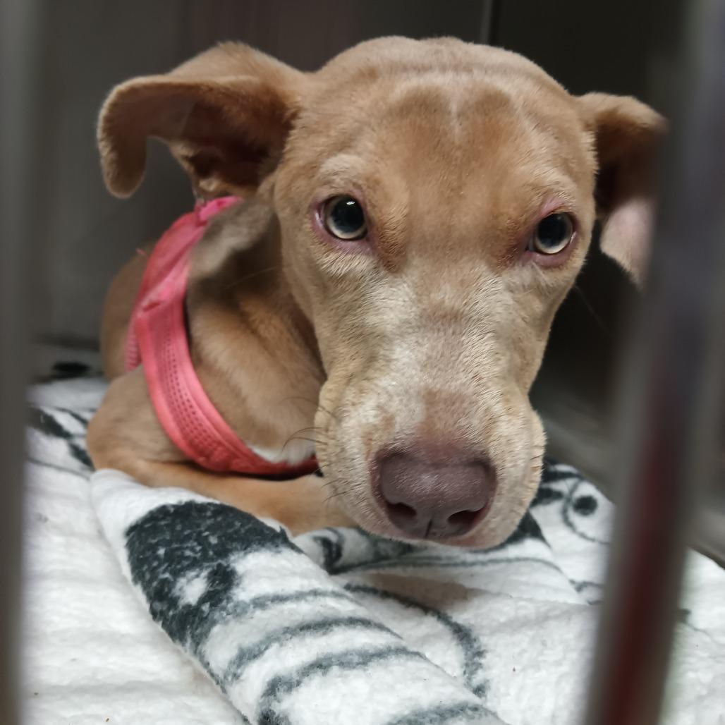 Enlarge Vanity, a Adoptable Mixed Breed in Valley, AL image 4/6