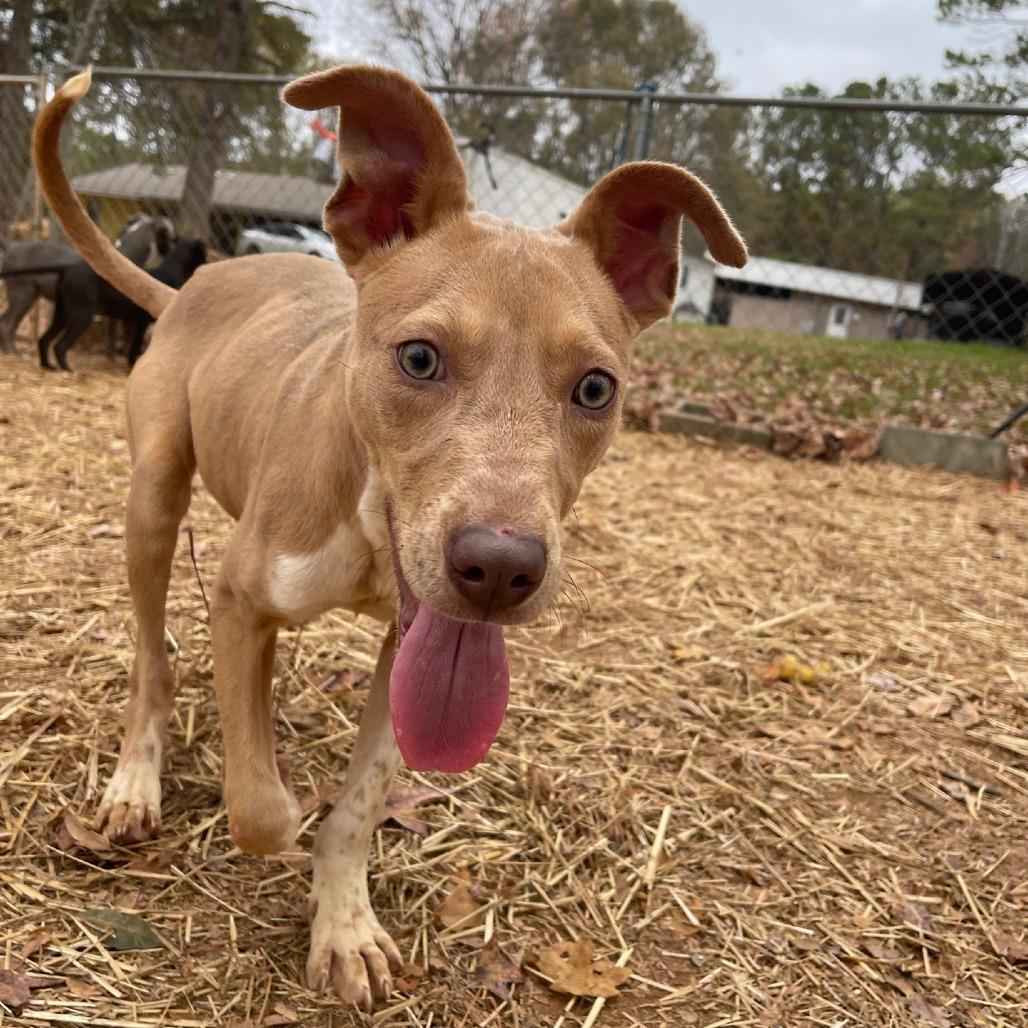 Enlarge Vanity, a Adoptable Mixed Breed in Valley, AL image 5/6