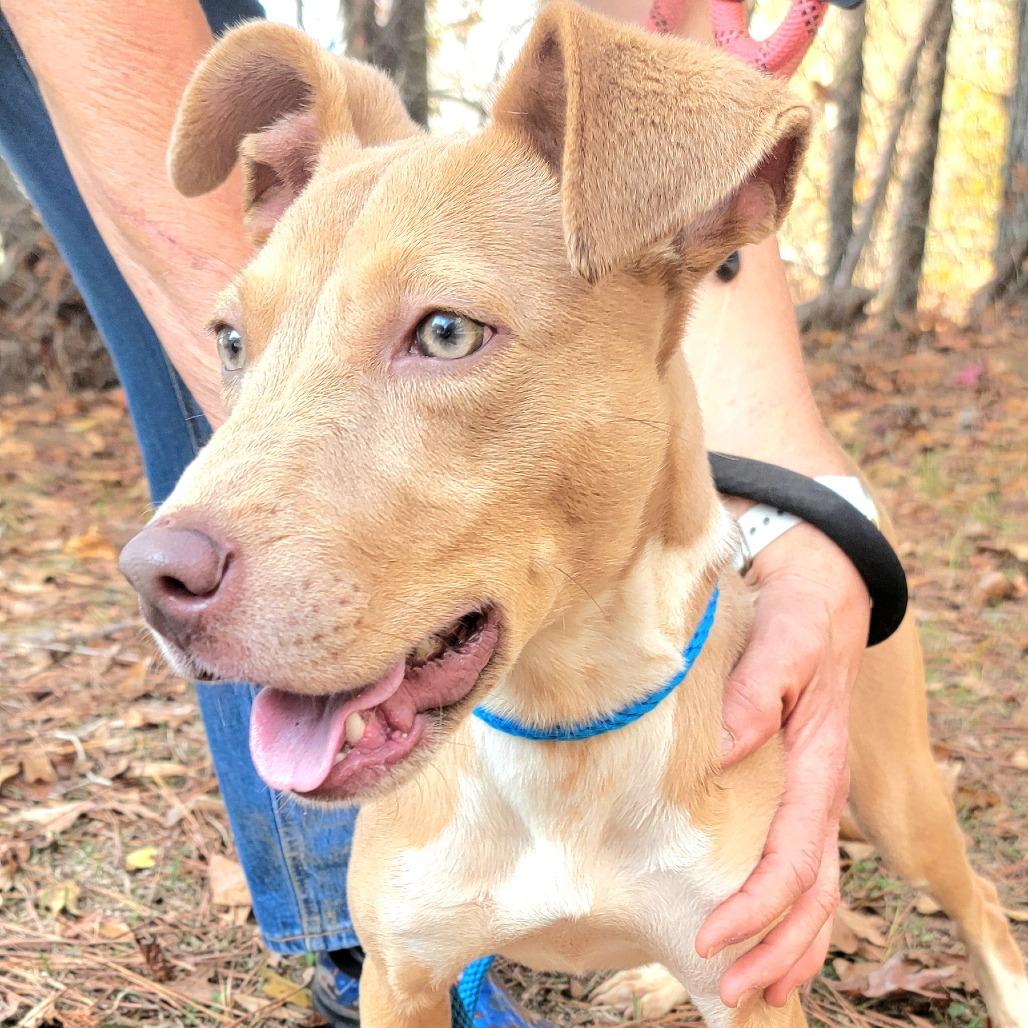 Enlarge Vanity, a Adoptable Mixed Breed in Valley, AL image 6/6