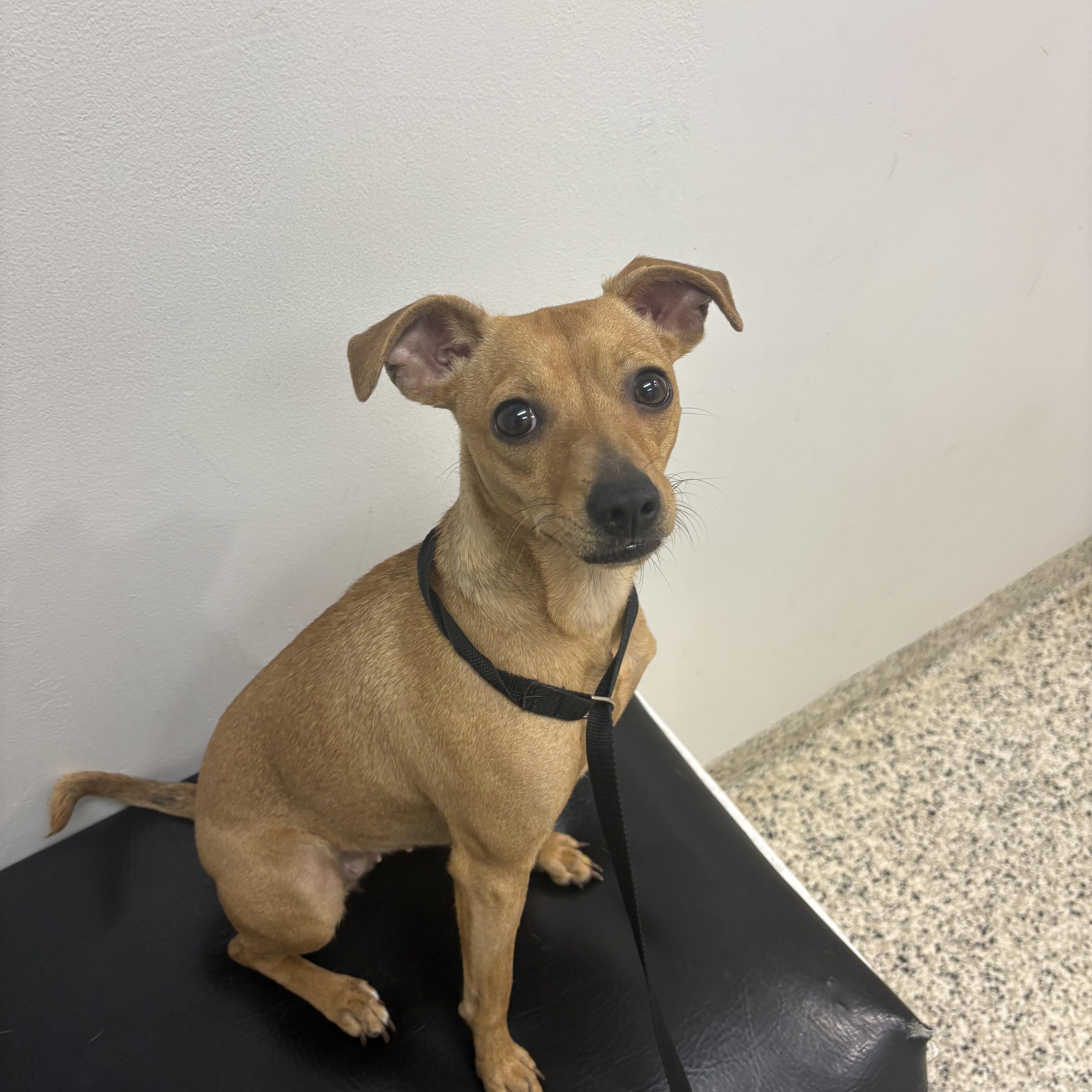 Daisy Mae, adopted, Adult Female Mixed Breed.
