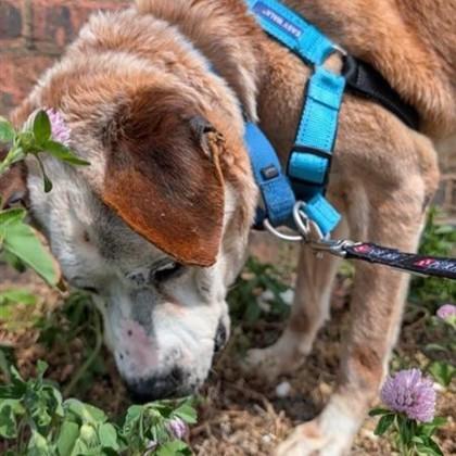 Papaw, Adoptable, Senior Male Pit Bull Terrier & Mixed Breed.