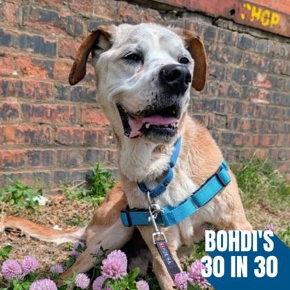 Papaw, a Adoptable mixed breed in Richmond, VA image 2/2