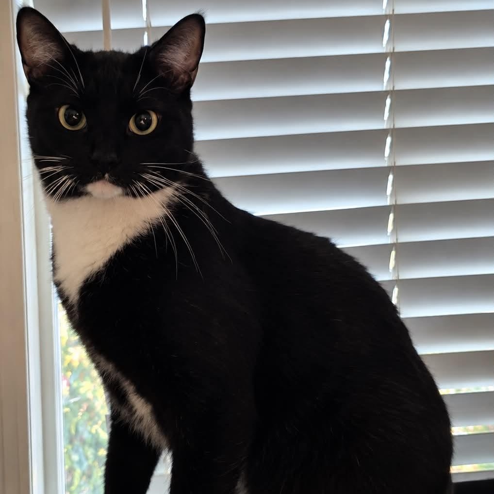 Enlarge Merlin, a Adoptable mixed breed in Antioch, CA image 2/3
