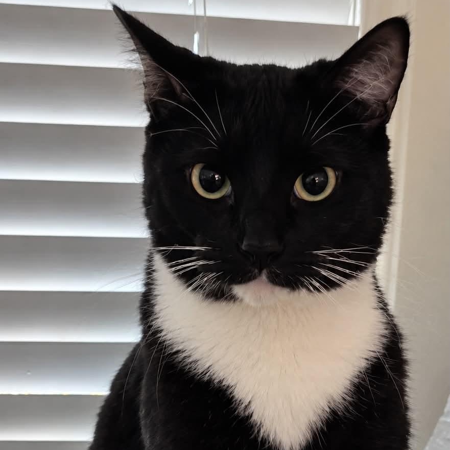 Enlarge Merlin, a Adoptable mixed breed in Antioch, CA image 3/3