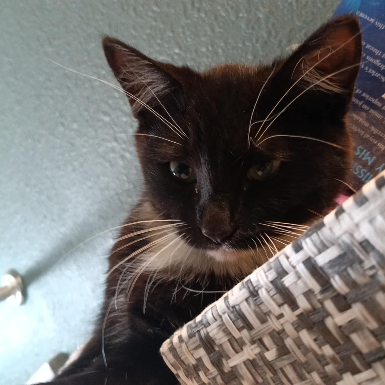 Enlarge Merlin, a Adoptable mixed breed in Antioch, CA image 2/2