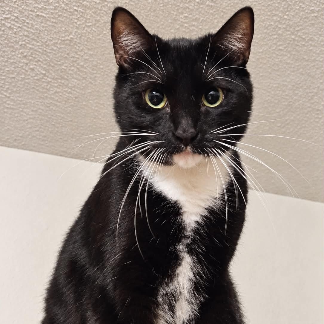 Merlin, Adoptable, Young Male Domestic Short Hair & Tuxedo.