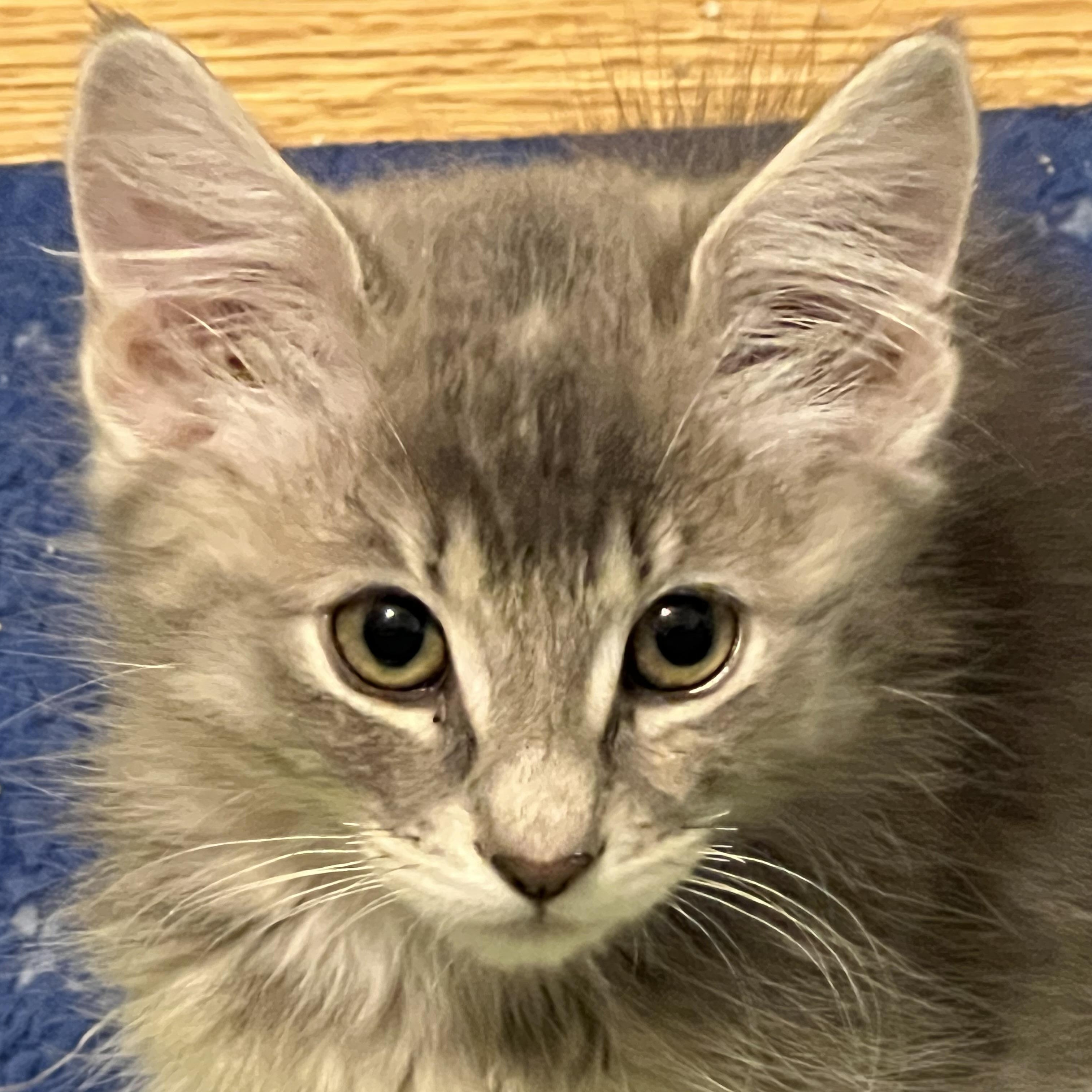 Hi my name is Grayson I live with my cat mom and my three littermates I am a 
