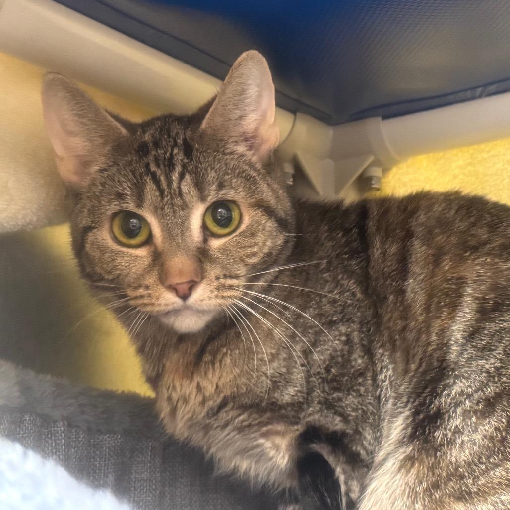 Enlarge Louise, a Adoptable Domestic Short Hair in York, PA image 1/3