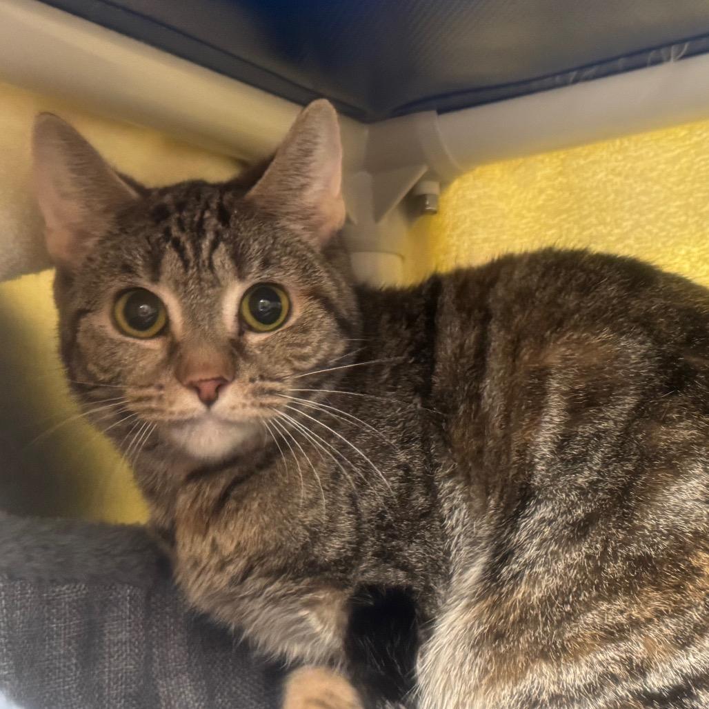 Enlarge Louise, a Adoptable Domestic Short Hair in York, PA image 2/3