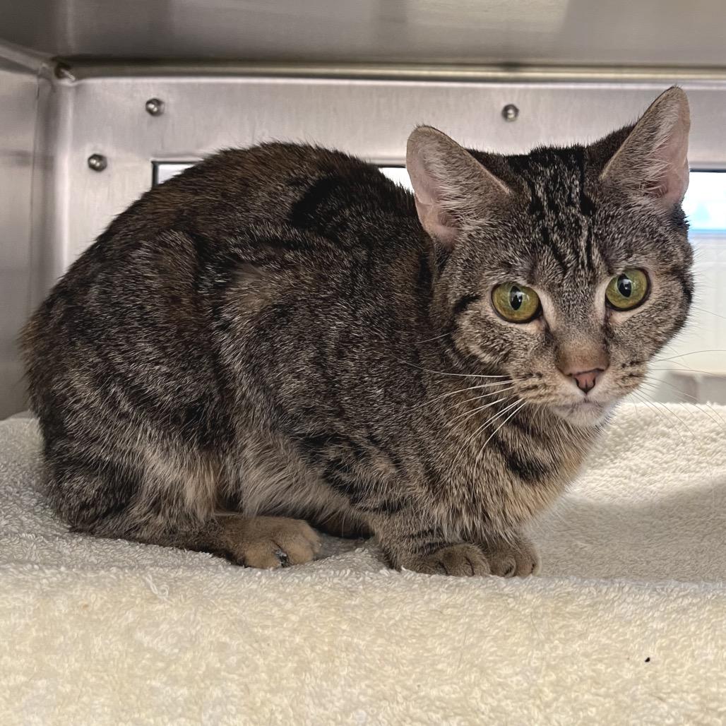 Enlarge Louise, a Adoptable Domestic Short Hair in York, PA image 3/3