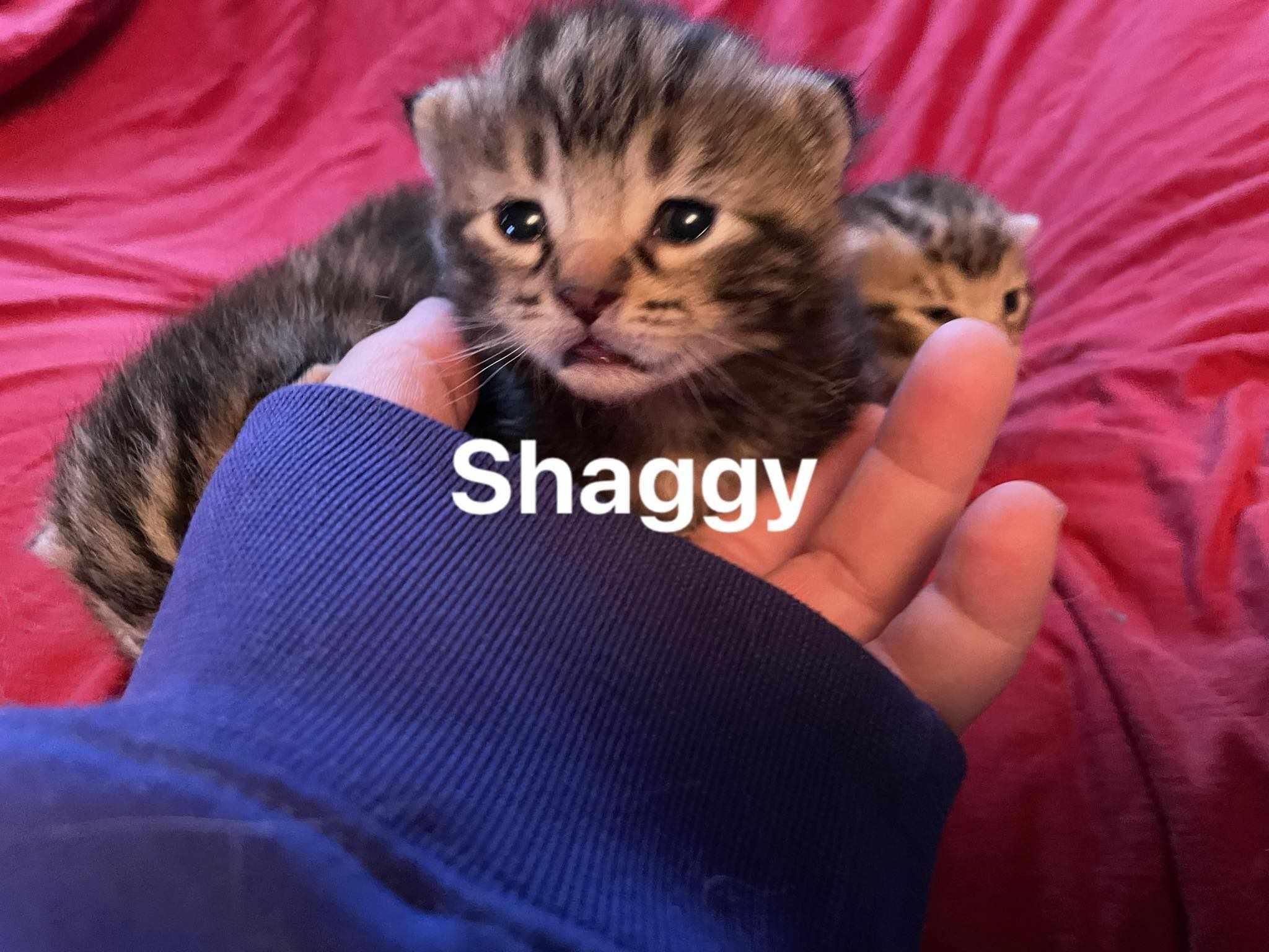 Enlarge Shaggy, a Adopted Domestic Short Hair in Canandaigua, NY image 2/3