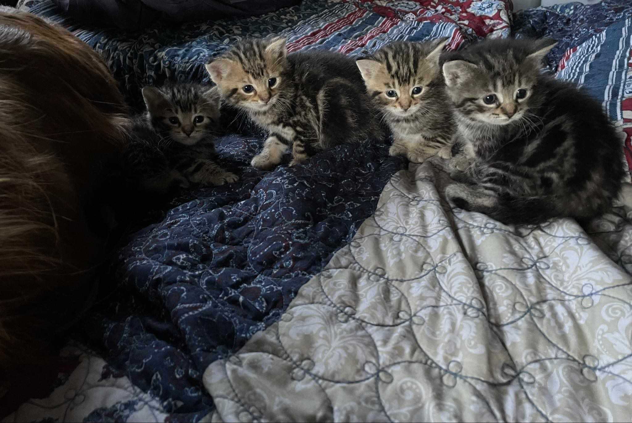 Enlarge Shaggy, a Adopted Domestic Short Hair in Canandaigua, NY image 3/3