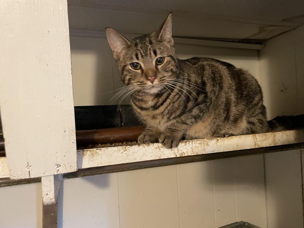 Shaggy, Adopted, Kitten Male Domestic Short Hair.