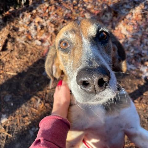 Enlarge Pumpkin, a Adoptable Hound in Troy, VA image 1/6