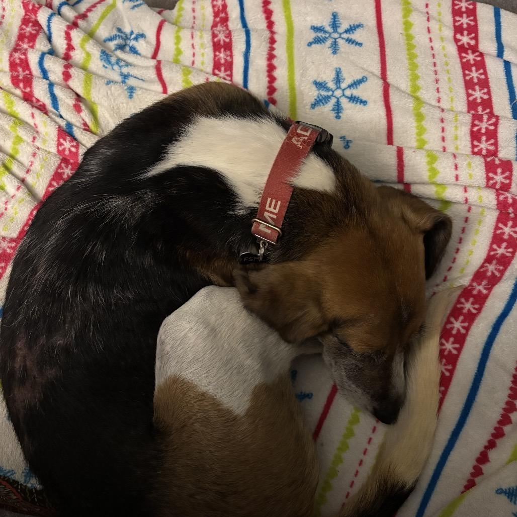 Pumpkin, Adoptable, Senior Male Hound & Treeing Walker Coonhound.