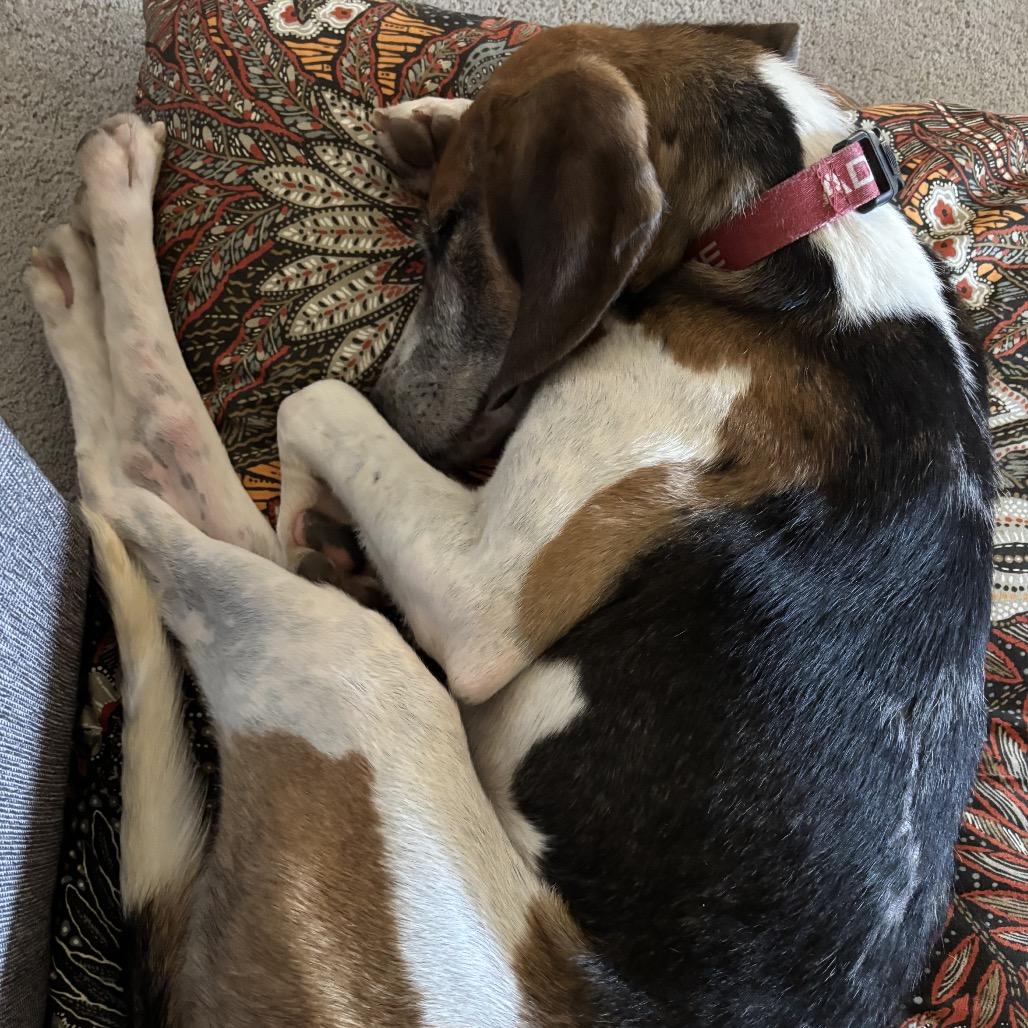 Pumpkin, Adoptable, Senior Male Hound & Treeing Walker Coonhound.