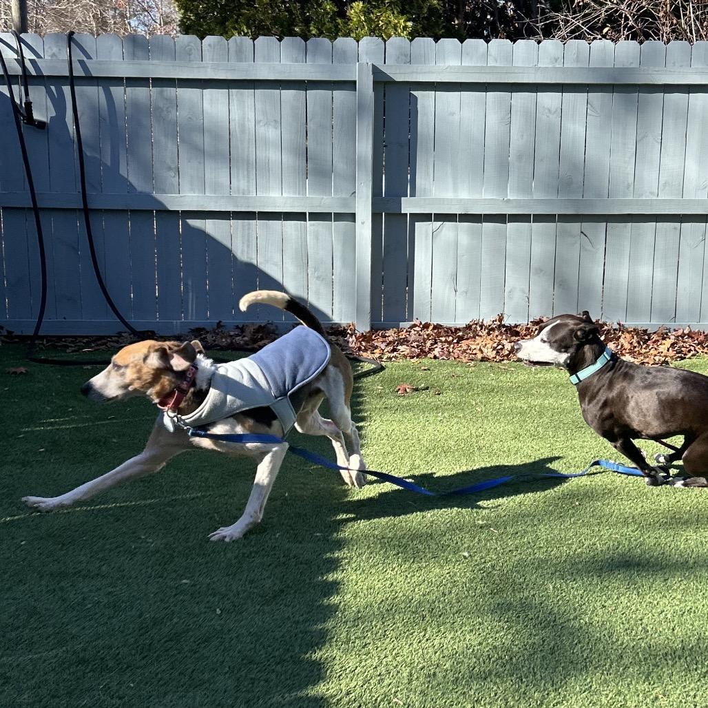 Pumpkin, Adoptable, Senior Male Hound.