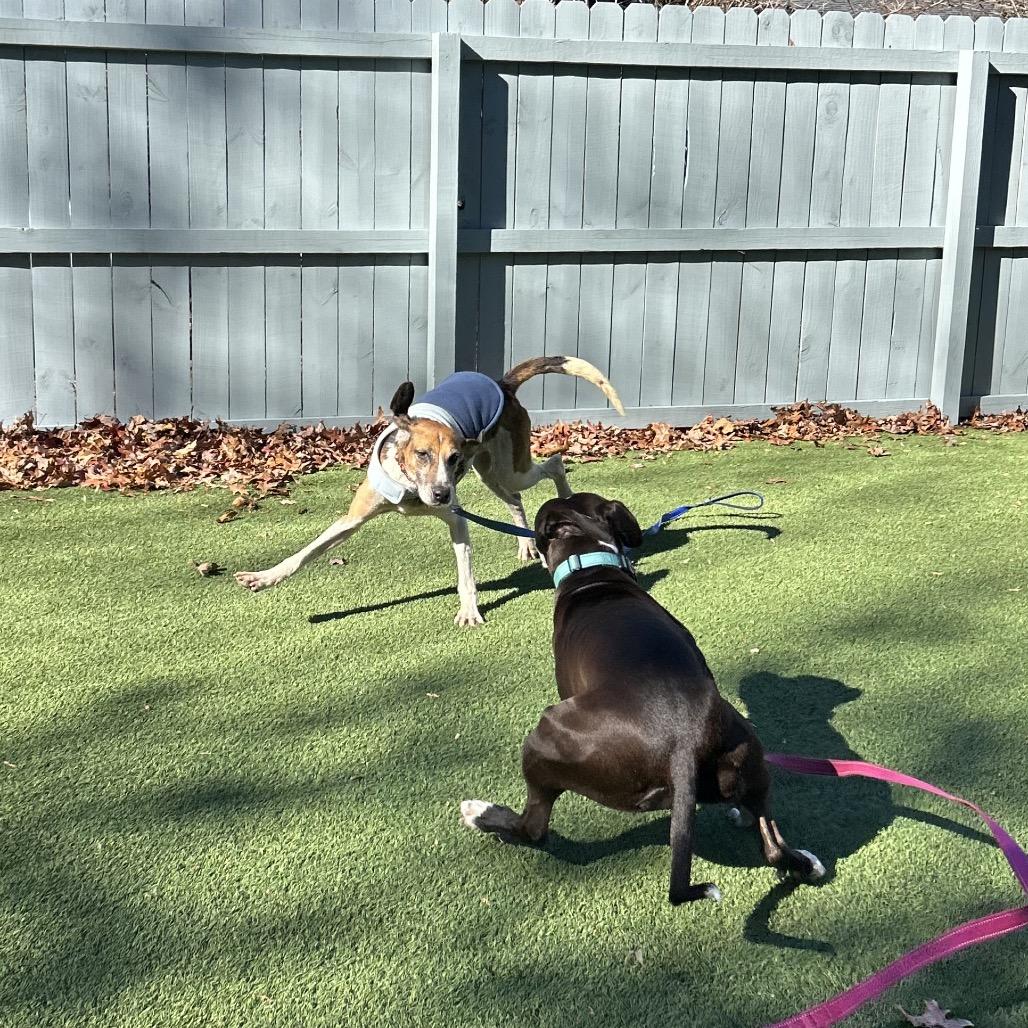 Enlarge Pumpkin, a Adoptable Hound in Troy, VA image 3/6