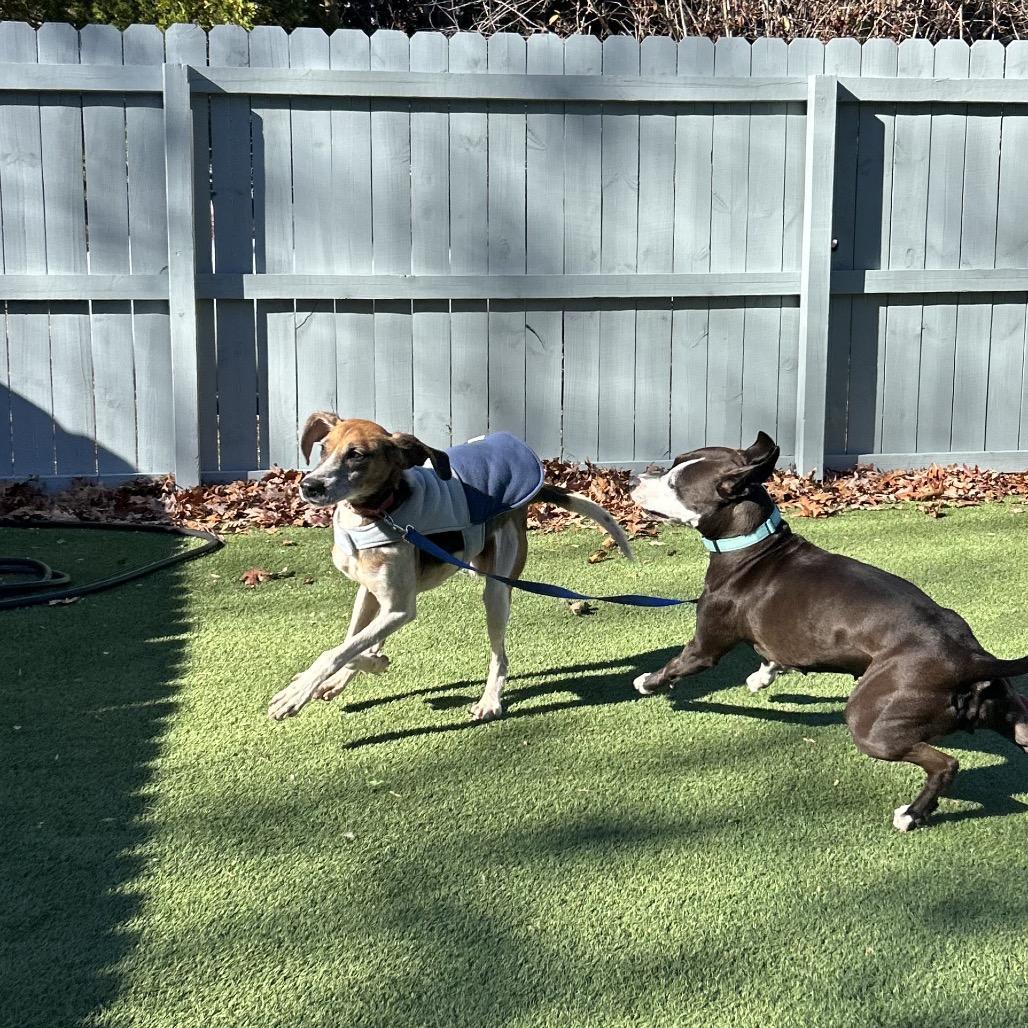 Enlarge Pumpkin, a Adoptable Hound in Troy, VA image 4/6