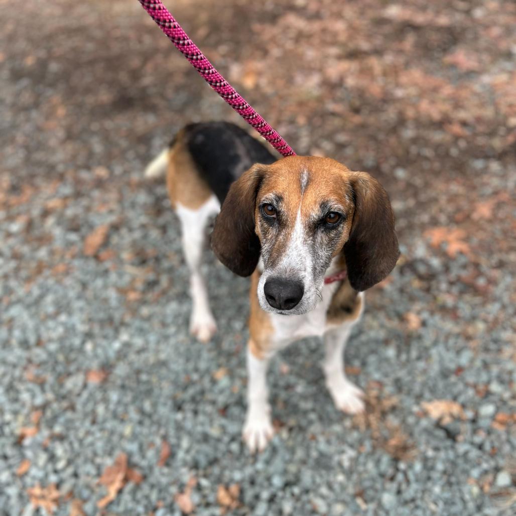 Enlarge Pumpkin, a Adoptable mixed breed in Troy, VA image 6/6