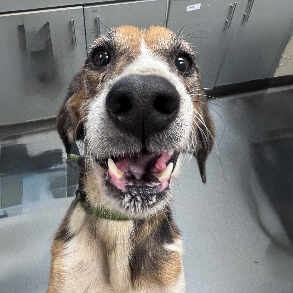 Enlarge Pumpkin, a Adoptable Hound in Troy, VA image 5/6