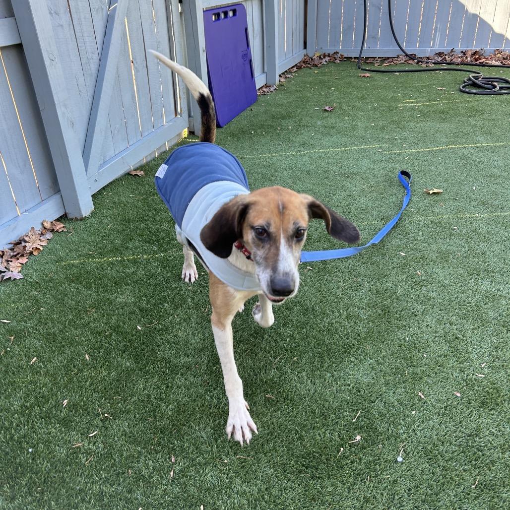 Enlarge Pumpkin, a Adoptable Hound in Troy, VA image 6/6