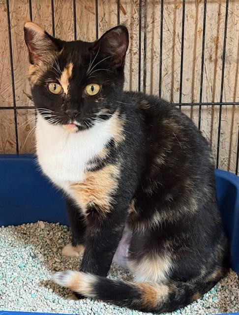 Enlarge Kymera calico, a Adoptable Calico in Jackson, GA image 3/3