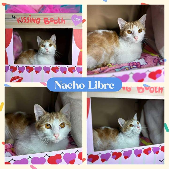 Nacho Libre, Adoptable, Young Male American Shorthair.