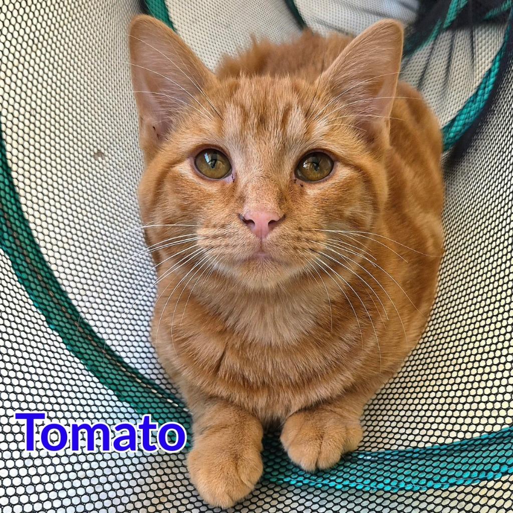 Enlarge Tomato, a Adoptable mixed breed in North Saint Paul, MN image 1/3
