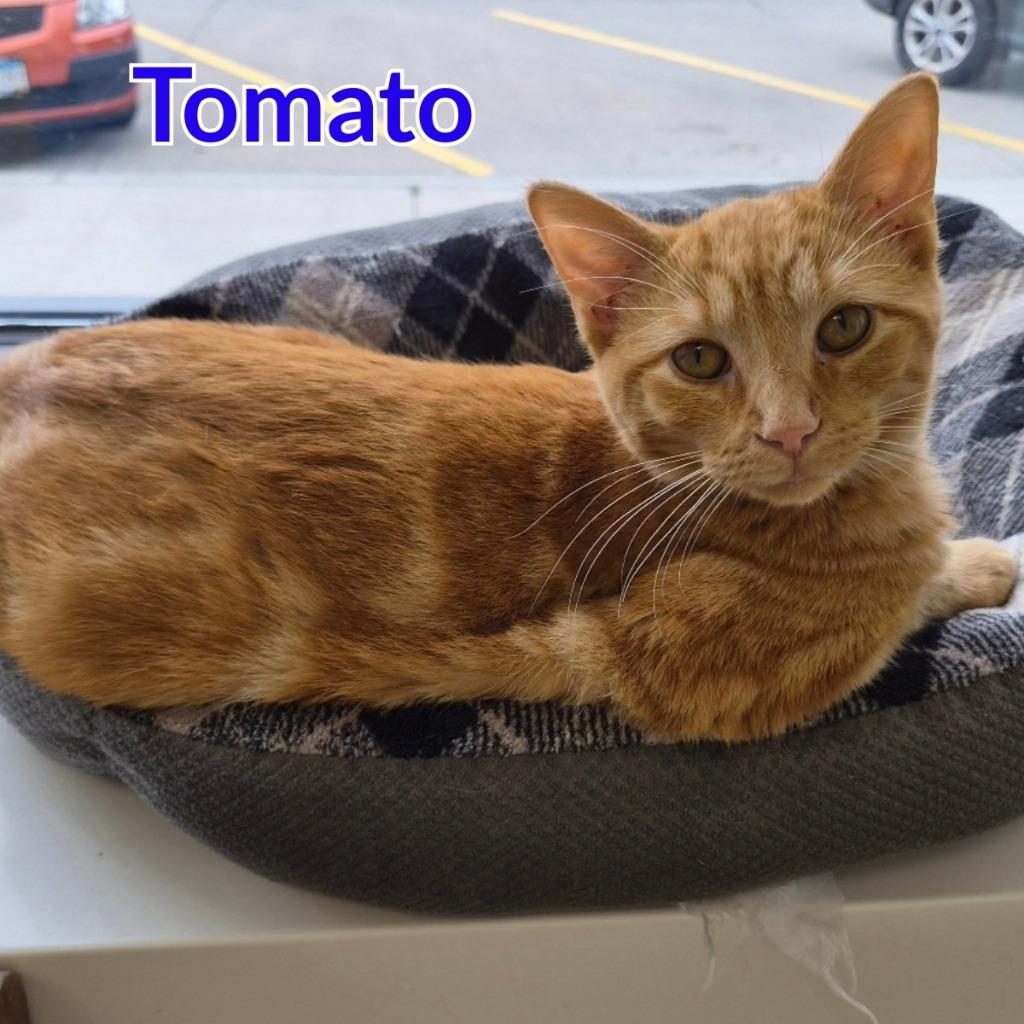 Enlarge Tomato, a Adoptable mixed breed in North Saint Paul, MN image 2/3