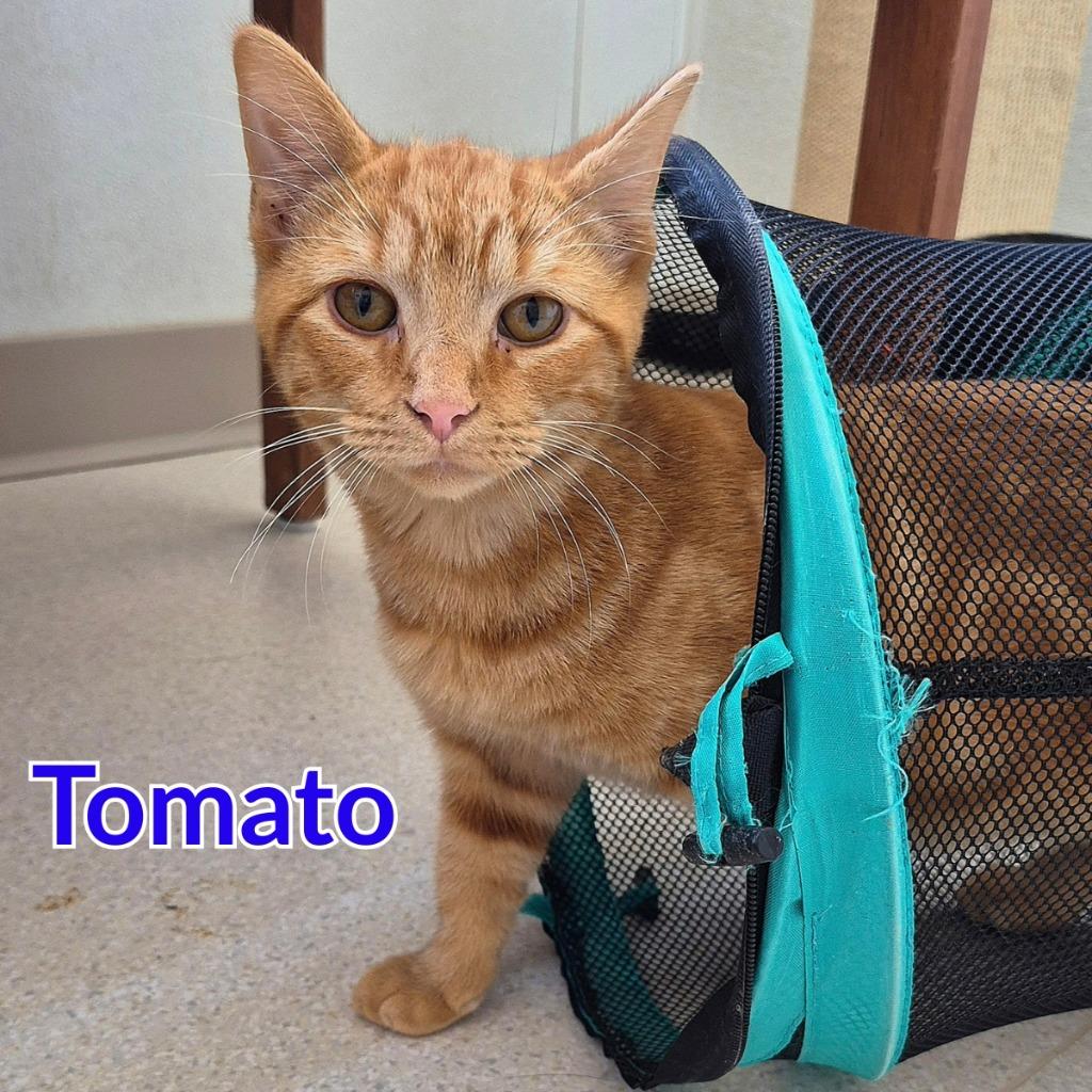 Enlarge Tomato, a Adoptable mixed breed in North Saint Paul, MN image 3/3