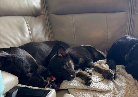 Enlarge Lita, a ADOPTABLE mixed breed in Schaumburg, IL image 2/6