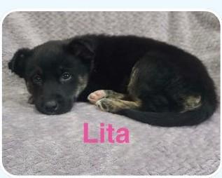 Enlarge Lita, a ADOPTABLE mixed breed in Schaumburg, IL image 5/6