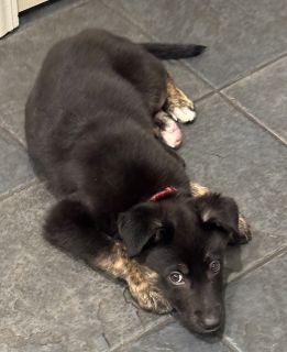 Enlarge Lita, a ADOPTABLE mixed breed in Schaumburg, IL image 3/6