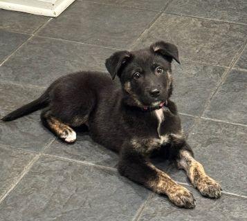 Enlarge Lita, a ADOPTABLE mixed breed in Schaumburg, IL image 6/6