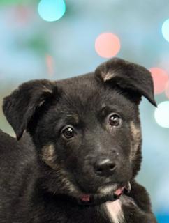 Enlarge Lita, a ADOPTABLE mixed breed in Schaumburg, IL image 1/6