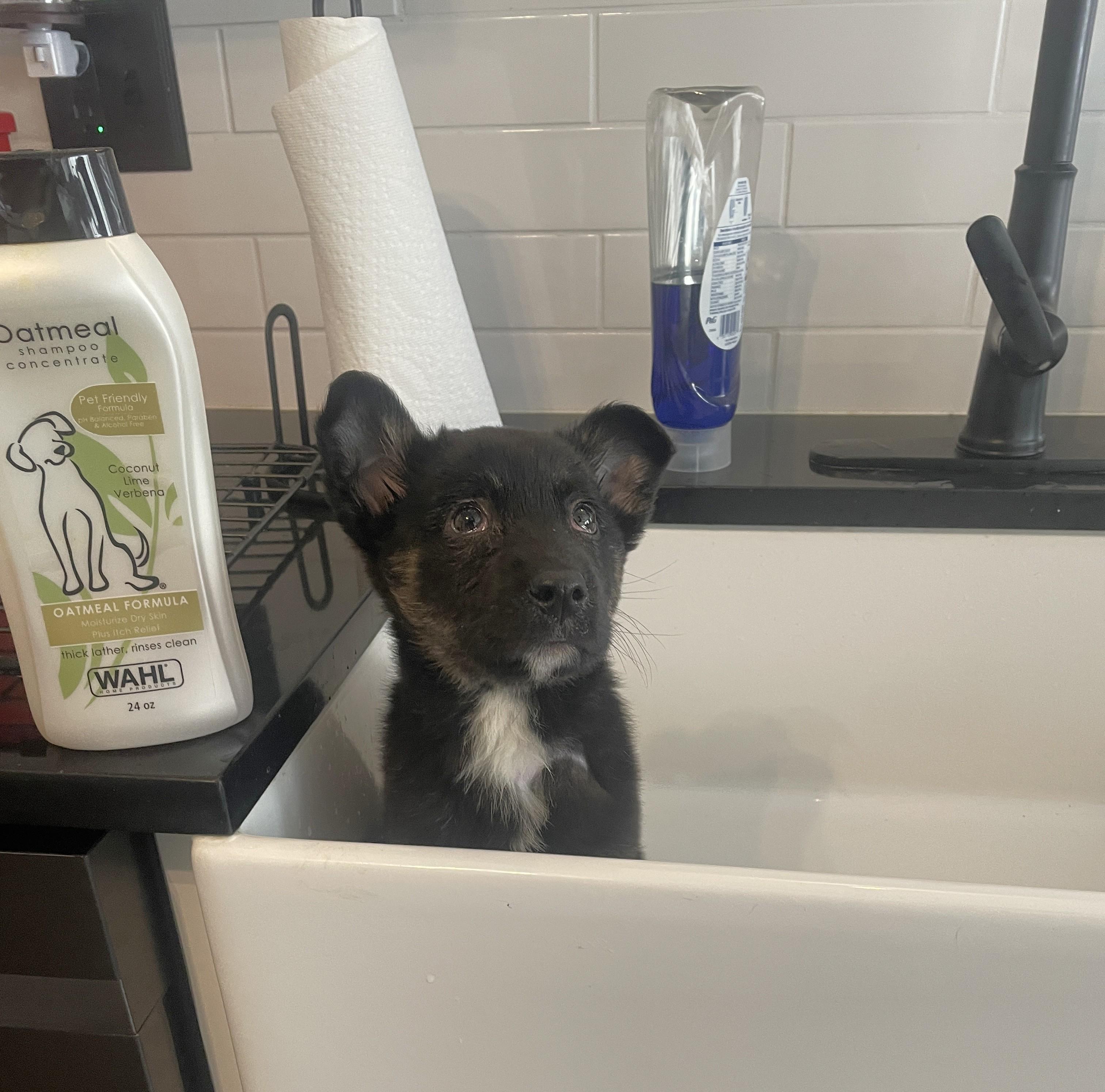 Enlarge Lita, a ADOPTABLE mixed breed in Schaumburg, IL image 4/6