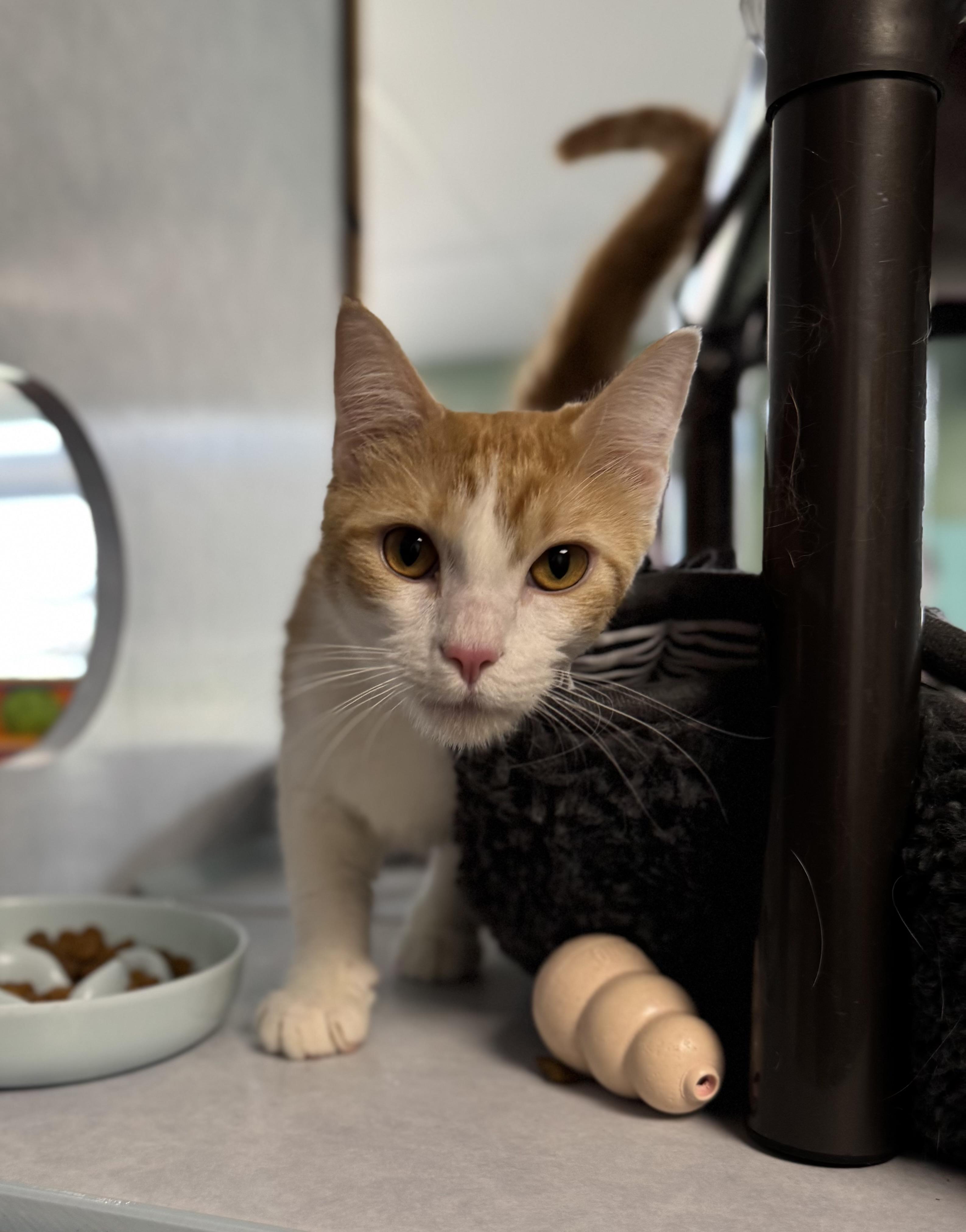 Ginger, a ADOPTABLE Domestic Short Hair in Eagle, CO image 3/3