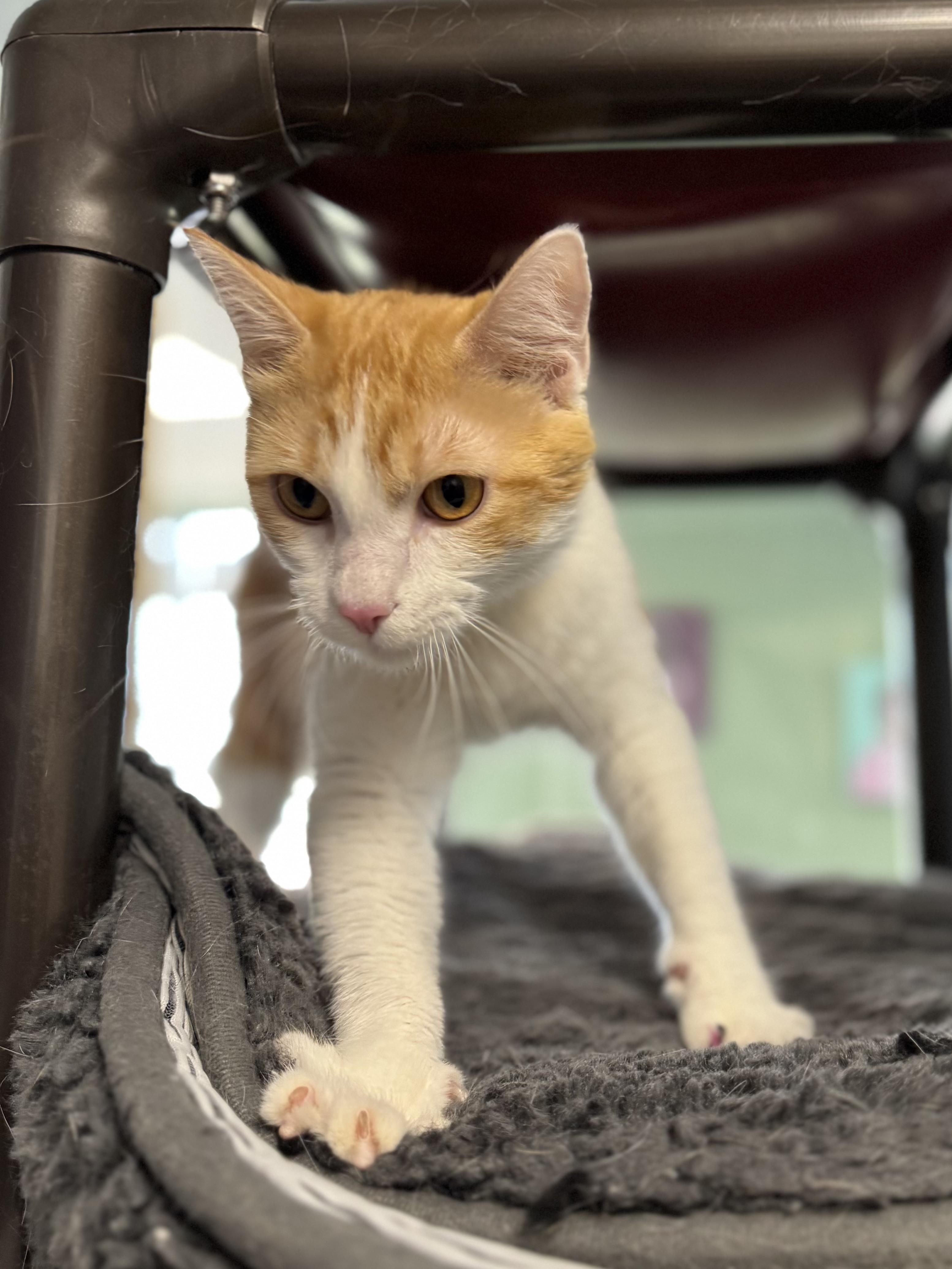 Ginger, a ADOPTABLE Domestic Short Hair in Eagle, CO image 2/3