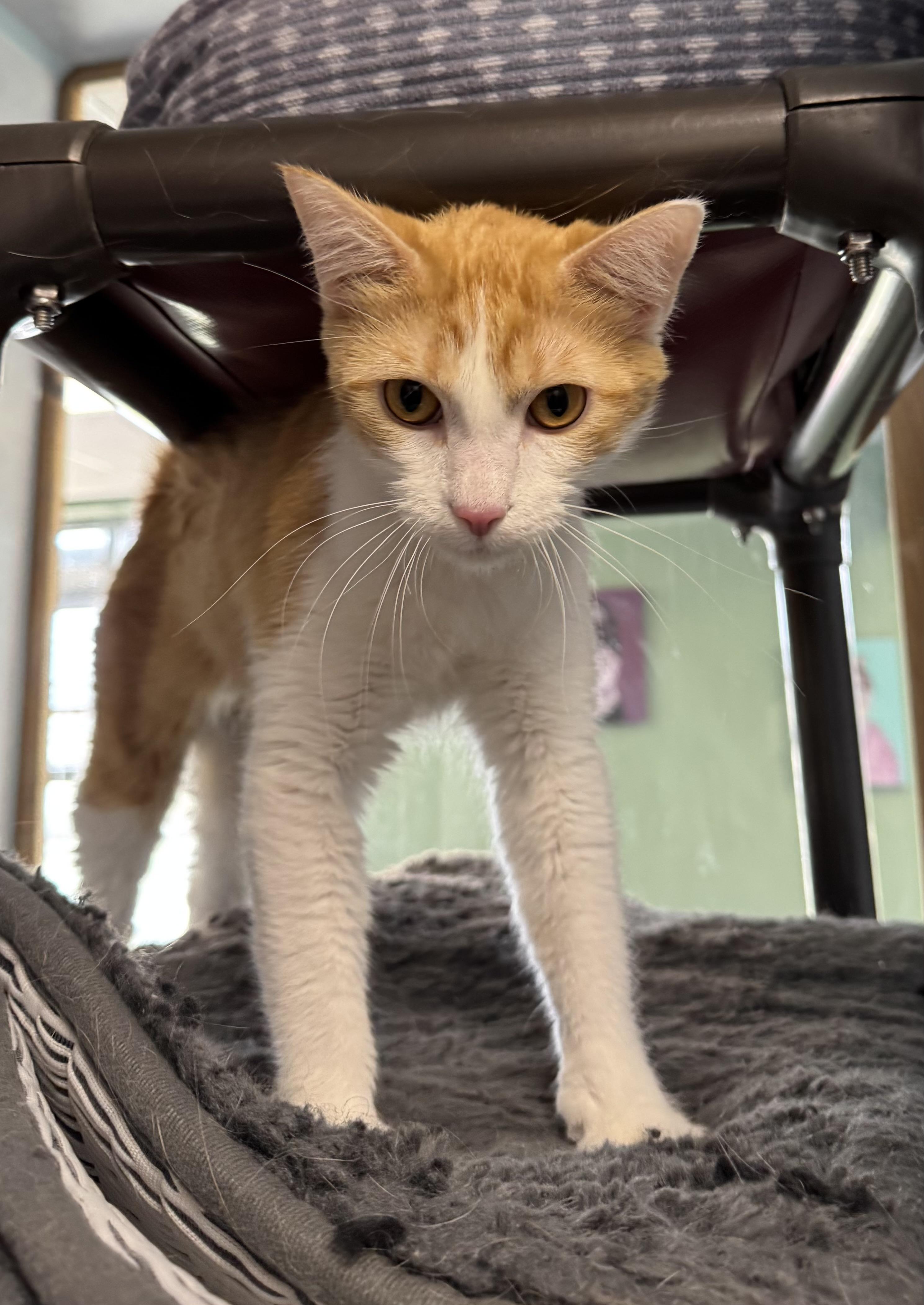 Ginger, ADOPTABLE, Adult Female Domestic Short Hair.