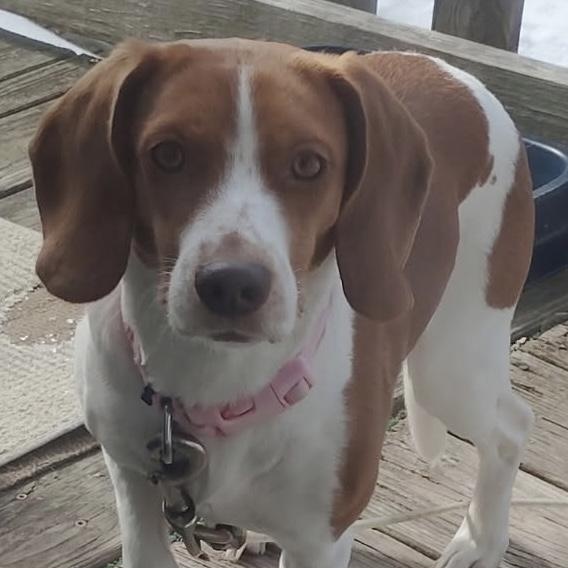 Enlarge Amy Lou, a ADOPTABLE mixed breed in Richmond, VA image 1/1