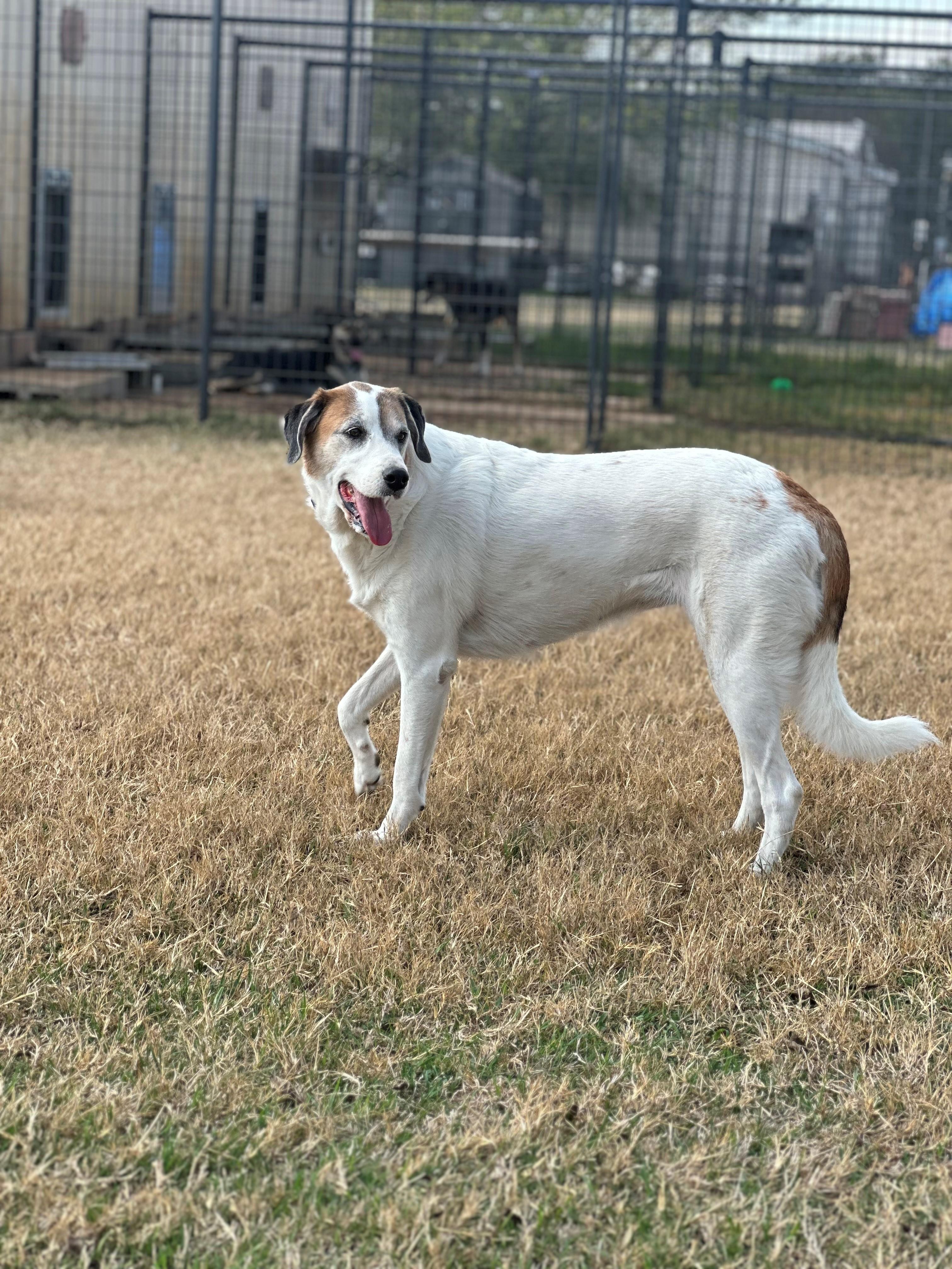 Enlarge Star, a ADOPTABLE mixed breed in Thornton, TX image 1/1
