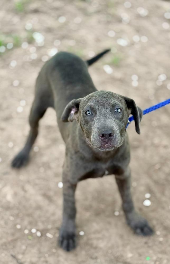 Enlarge Legos, a Adoptable mixed breed in Syracuse, NY image 2/6