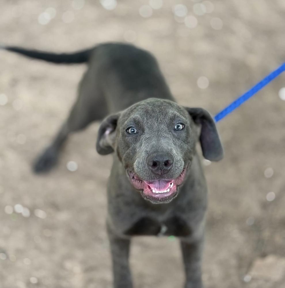 Enlarge Legos, a Adoptable mixed breed in Syracuse, NY image 3/6