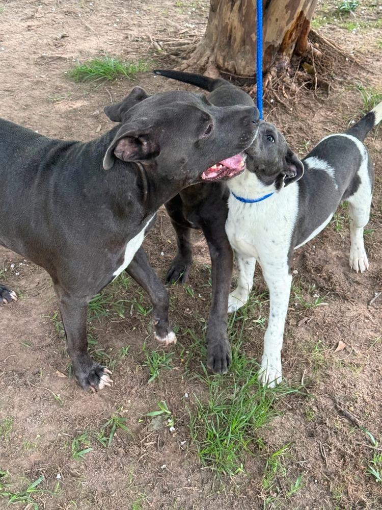 Enlarge Legos, a Adoptable mixed breed in Syracuse, NY image 5/6