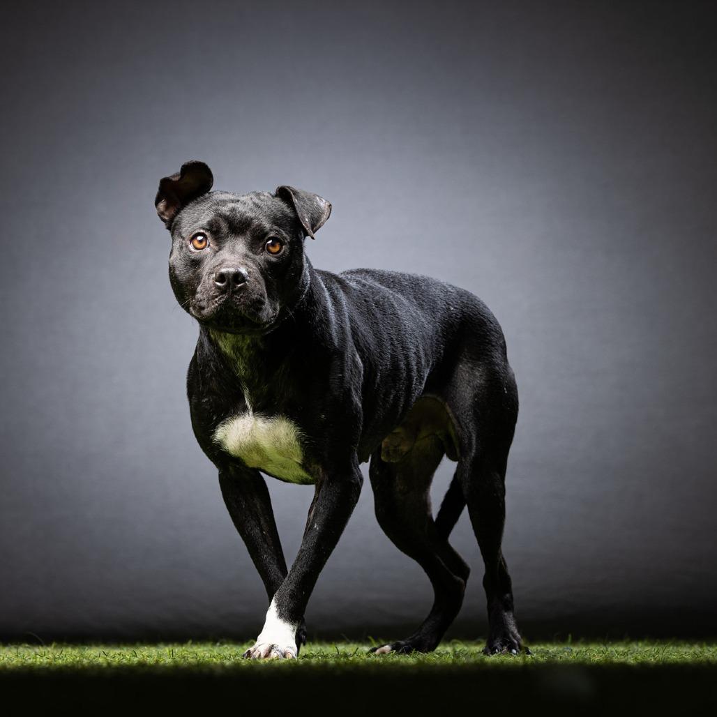 Baxter, Adoptable, Adult Male Mixed Breed.